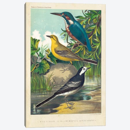 King-Fisher & Wagtails Canvas Print #CSL1} by Cassell Canvas Artwork