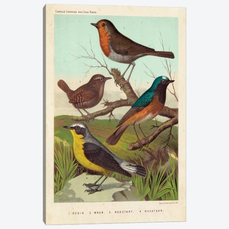 Robin, Wren & Redstart Canvas Print #CSL2} by Cassell Canvas Art