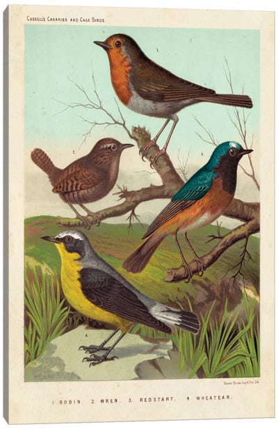 Robin, Wren & Redstart Canvas Art Print