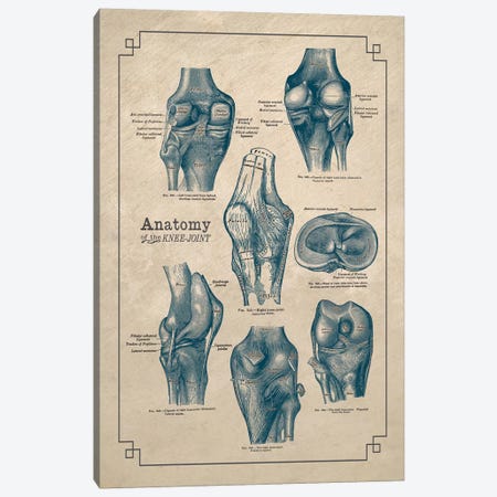 Anatomy Of The Knee Joint Canvas Print #CSM10} by ChartSmartDecor Canvas Artwork