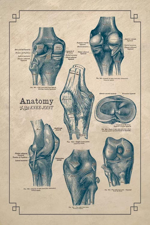 Anatomy Of The Knee Joint