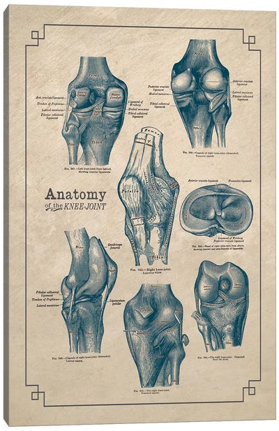 Anatomy Of The Knee Joint Canvas Art Print - Medical & Dental Blueprints