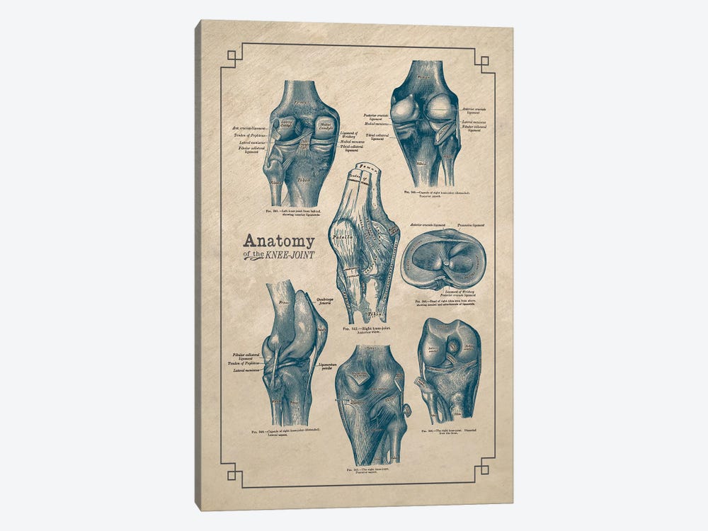 Anatomy Of The Knee Joint by ChartSmartDecor 1-piece Canvas Art Print
