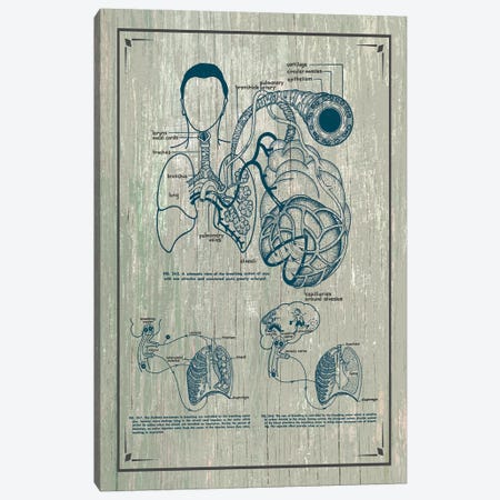 Anatomy Of The Lungs Canvas Print #CSM11} by ChartSmartDecor Canvas Art