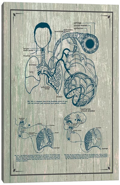 Anatomy Of The Lungs Canvas Art Print - Medical & Dental Blueprints