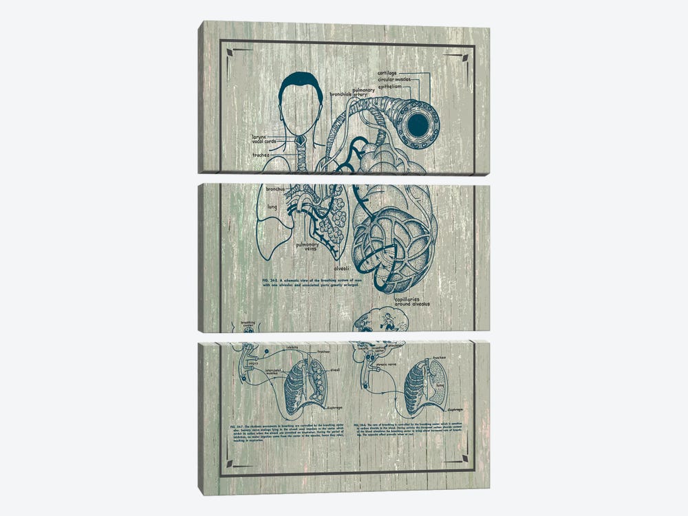 Anatomy Of The Lungs by ChartSmartDecor 3-piece Canvas Art