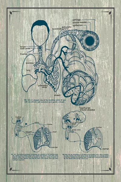 Medical & Dental Blueprints: Anatomy Of The Lungs by ChartSmartDecor