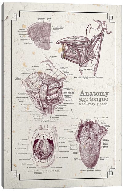 Anatomy Of The Mouth And Tongue Canvas Art Print - Medical & Dental Blueprints