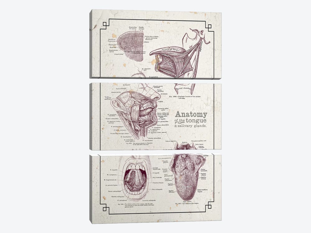 Anatomy Of The Mouth And Tongue by ChartSmartDecor 3-piece Canvas Art Print
