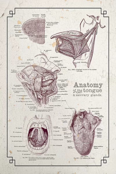 ChartSmartDecor: Anatomy Of The Mouth And Tongue by ChartSmartDecor