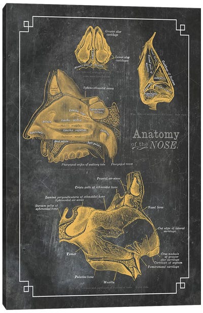 Anatomy Of The Nose Canvas Art Print - Anatomy Art