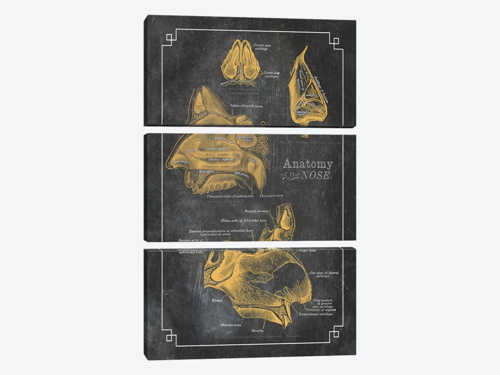 Anatomy Of The Nose by ChartSmartDecor 3-piece Canvas Artwork