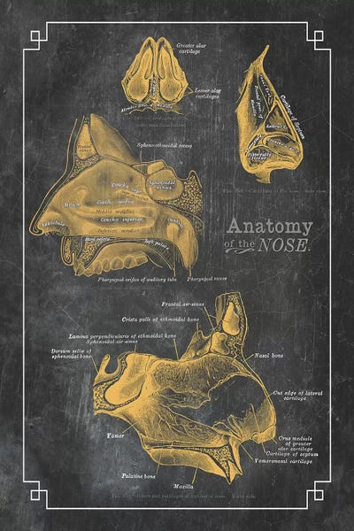 Medical & Dental Blueprints: Anatomy Of The Nose by ChartSmartDecor