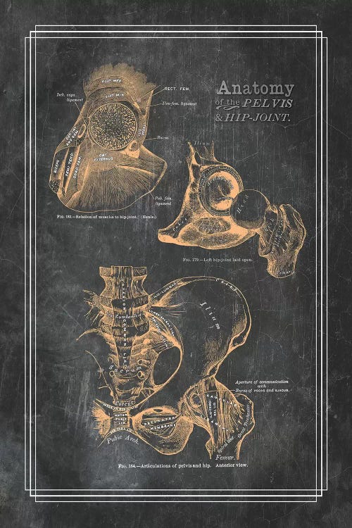 Anatomy Of The Pelvis And Hip Joint