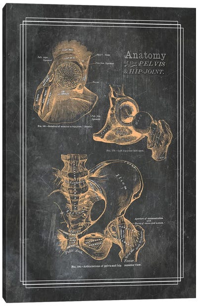 Anatomy Of The Pelvis And Hip Joint Canvas Art Print - Medical & Dental Blueprints