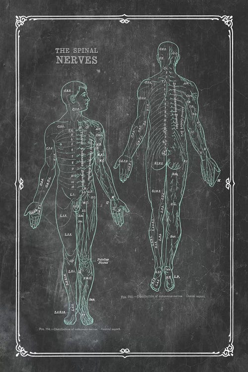 Anatomy Of The Spinal Nerves