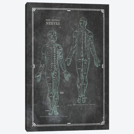 Anatomy Of The Spinal Nerves Canvas Print #CSM15} by ChartSmartDecor Art Print
