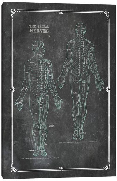Anatomy Of The Spinal Nerves Canvas Art Print - Medical & Dental Blueprints