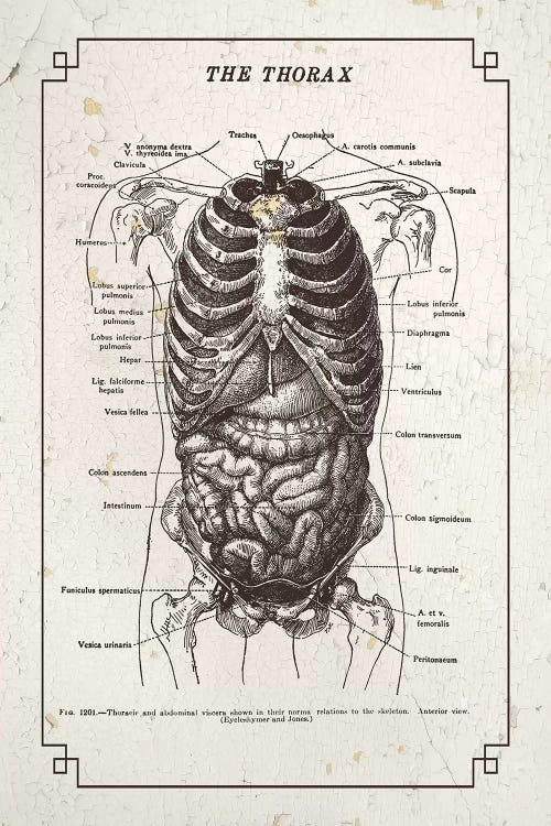 Anatomy Of The Thorax