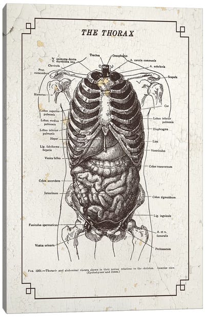 Anatomy Of The Thorax Canvas Art Print - Medical & Dental Blueprints