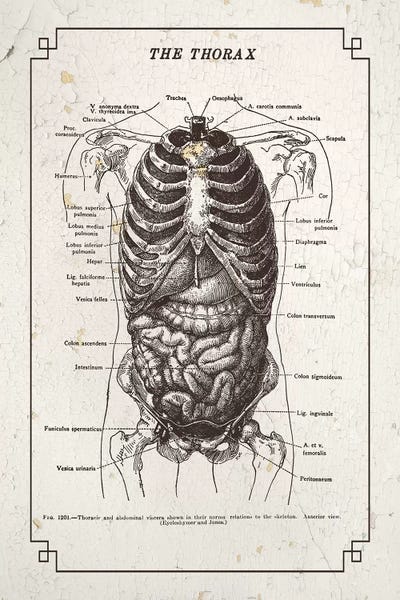 Medical & Dental Blueprints: Anatomy Of The Thorax by ChartSmartDecor