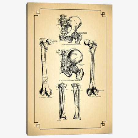 Bones Of The Leg Articulations Of The Hip Canvas Print #CSM17} by ChartSmartDecor Art Print