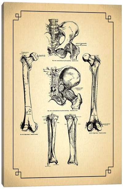 Bones Of The Leg Articulations Of The Hip Canvas Art Print - Anatomy Art