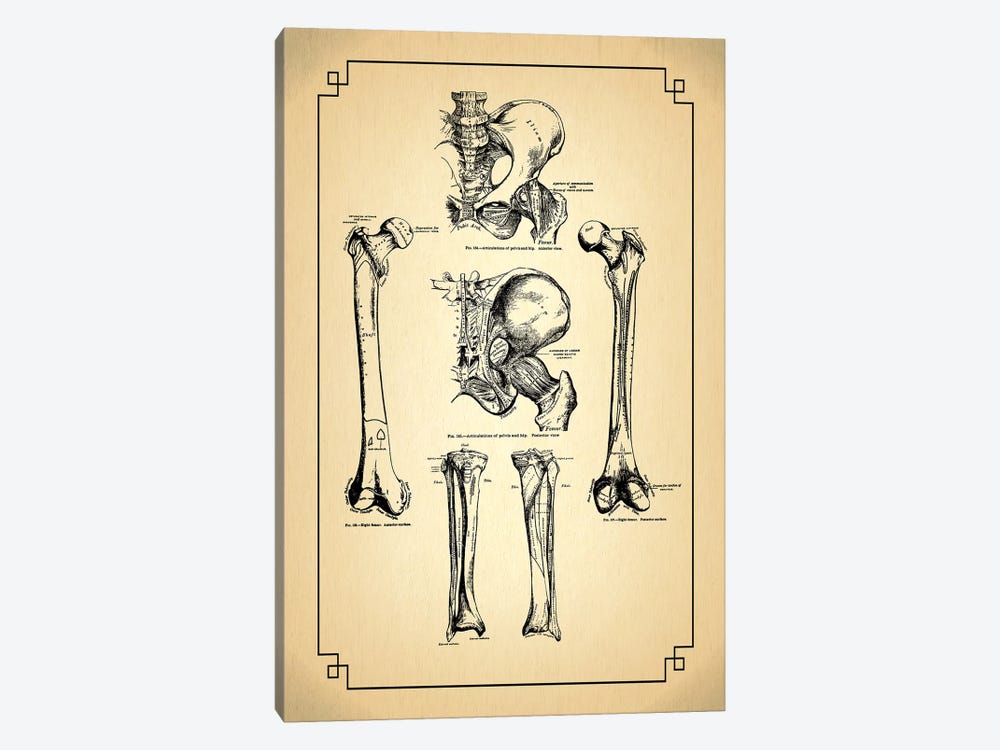 Bones Of The Leg Articulations Of The Hip by ChartSmartDecor 1-piece Canvas Wall Art