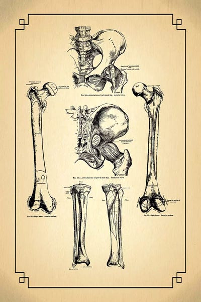 ChartSmartDecor: Bones Of The Leg Articulations Of The Hip by ChartSmartDecor