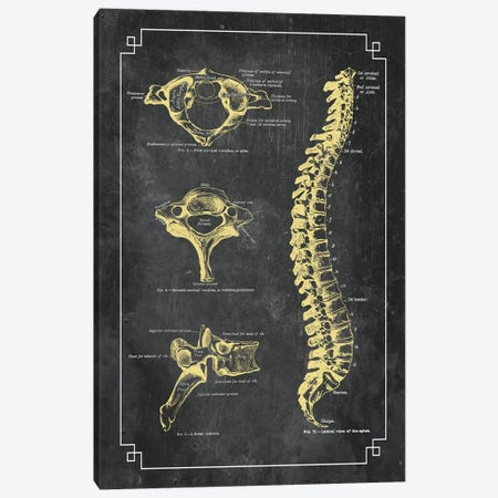 Bones Of The Spine Canvas Print #CSM18} by ChartSmartDecor Canvas Wall Art
