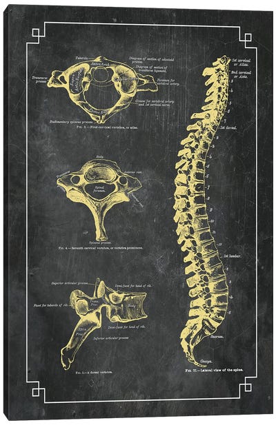 Bones Of The Spine Canvas Art Print - Blueprints & Patent Sketches