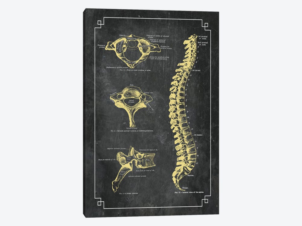Bones Of The Spine by ChartSmartDecor 1-piece Art Print