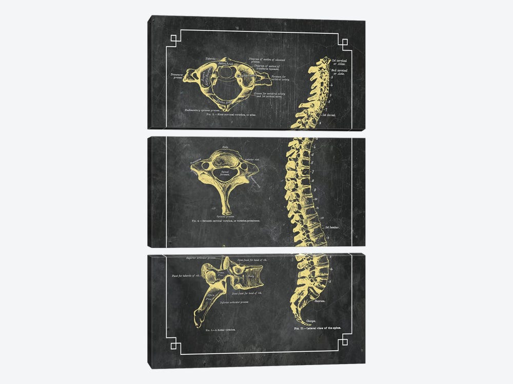 Bones Of The Spine by ChartSmartDecor 3-piece Art Print