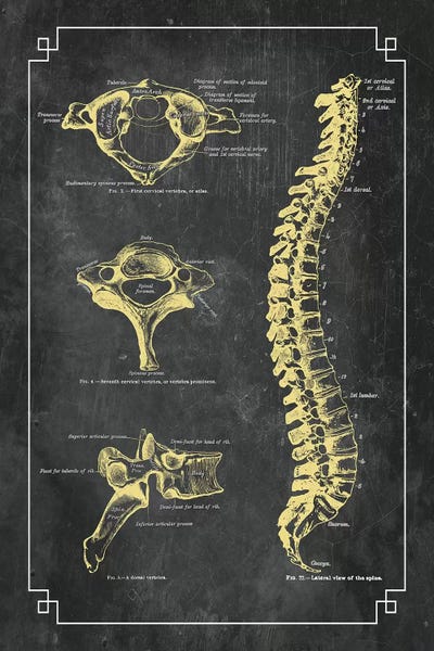 Science: Bones Of The Spine by ChartSmartDecor