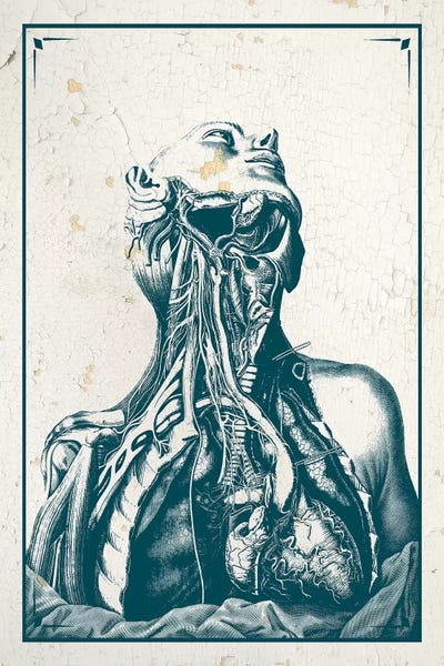 Dissection Of The Chest And Neck by ChartSmartDecor canvas print