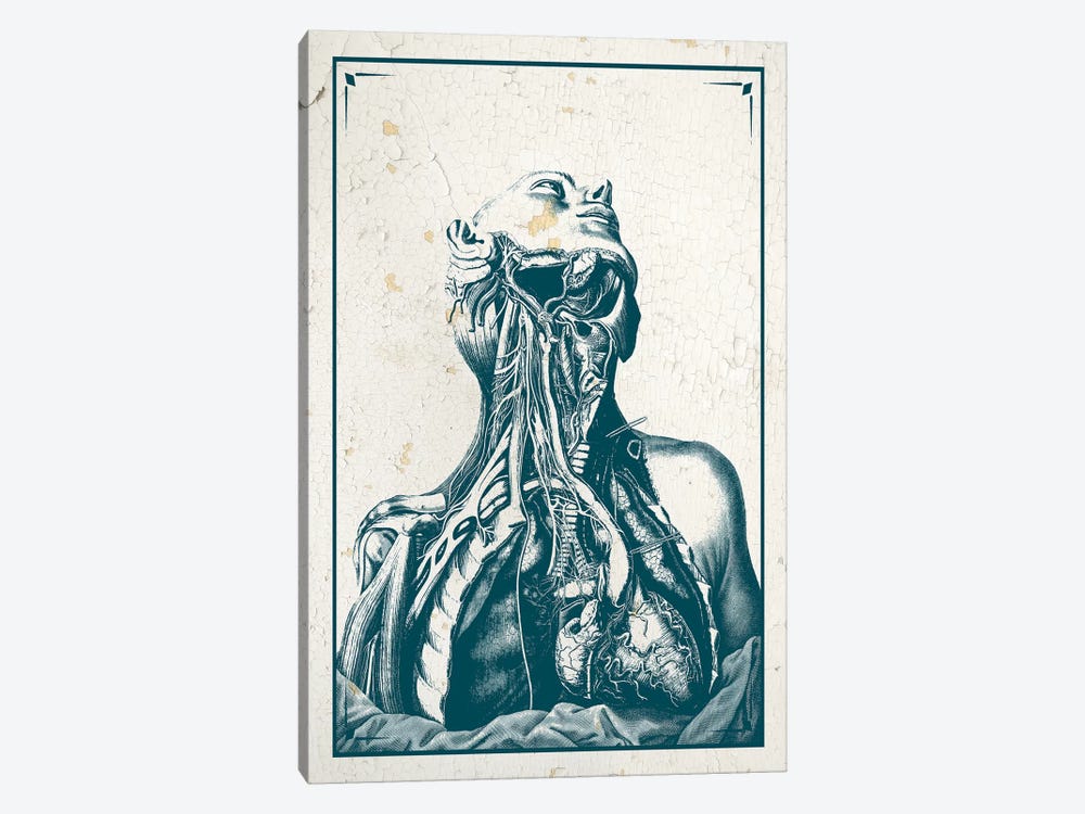 Dissection Of The Chest And Neck by ChartSmartDecor 1-piece Canvas Artwork