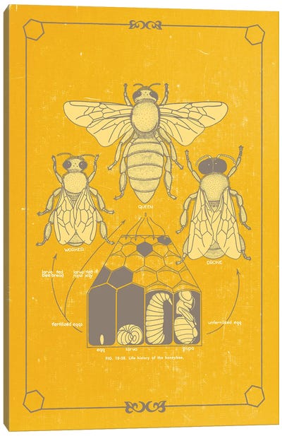 Anato-Bee Canvas Art Print - Anatomy Art