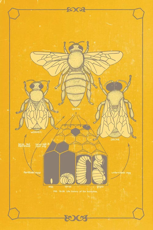 Anato-Bee