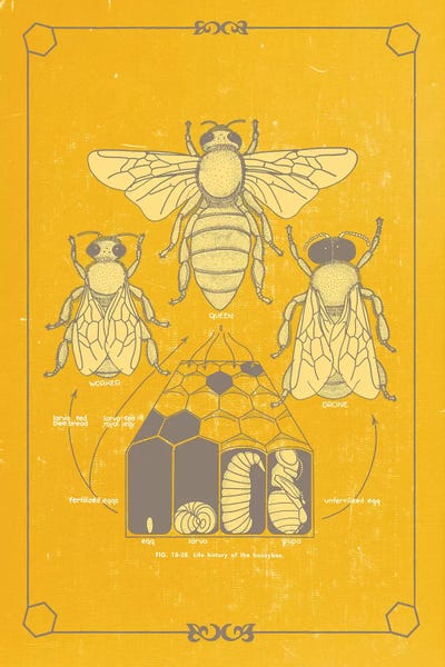 ChartSmartDecor: Anato-Bee by ChartSmartDecor