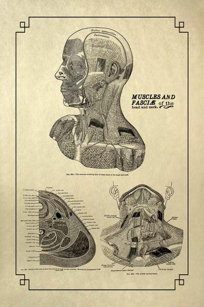 Fasciae Of The Head And Neck by ChartSmartDecor canvas print