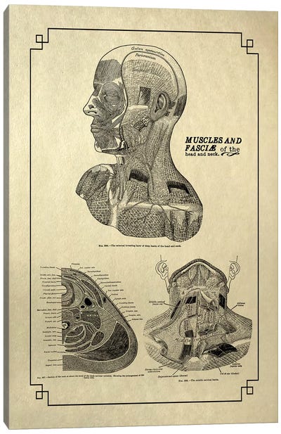 Fasciae Of The Head And Neck Canvas Art Print - Anatomy Art