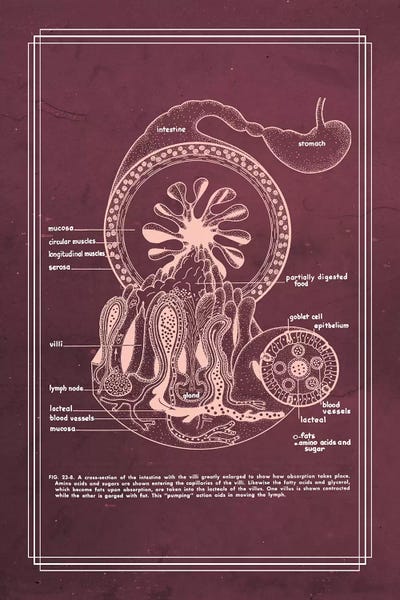 Gastrointestinal Anatomy Small Intestine by ChartSmartDecor canvas print