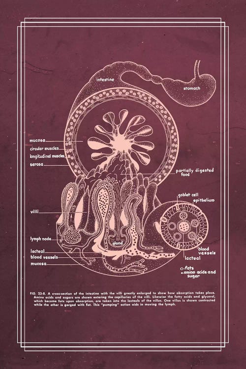 Gastrointestinal Anatomy Small Intestine