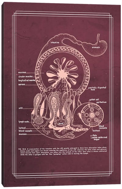 Gastrointestinal Anatomy Small Intestine Canvas Art Print - Medical & Dental Blueprints