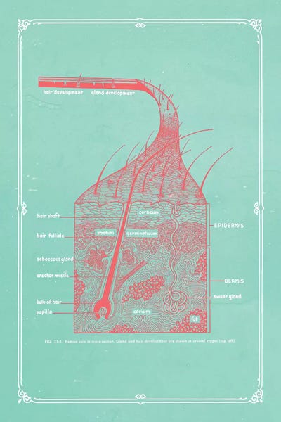 ChartSmartDecor: Layers Of The Skin by ChartSmartDecor