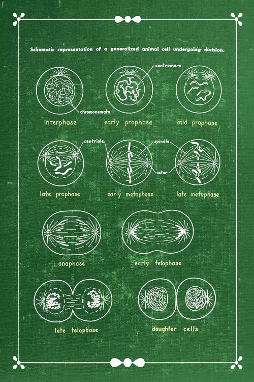 Mitosis Cell Division