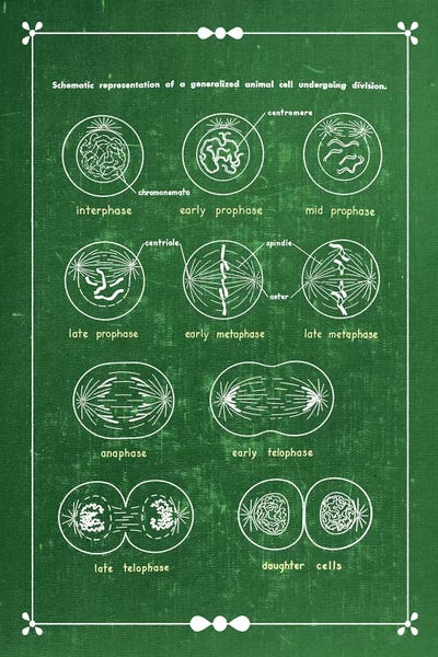 Mitosis Cell Division