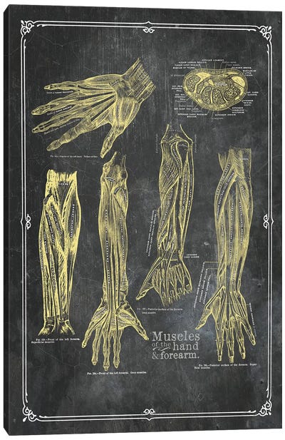 Muscles Of The Arm And Hand In Yellow Chalk Canvas Art Print - Anatomy Art