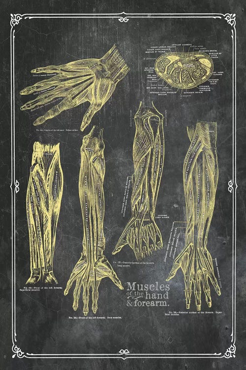 Muscles Of The Arm And Hand In Yellow Chalk