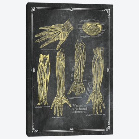 Muscles Of The Arm And Hand In Yellow Chalk Canvas Print #CSM25} by ChartSmartDecor Canvas Art